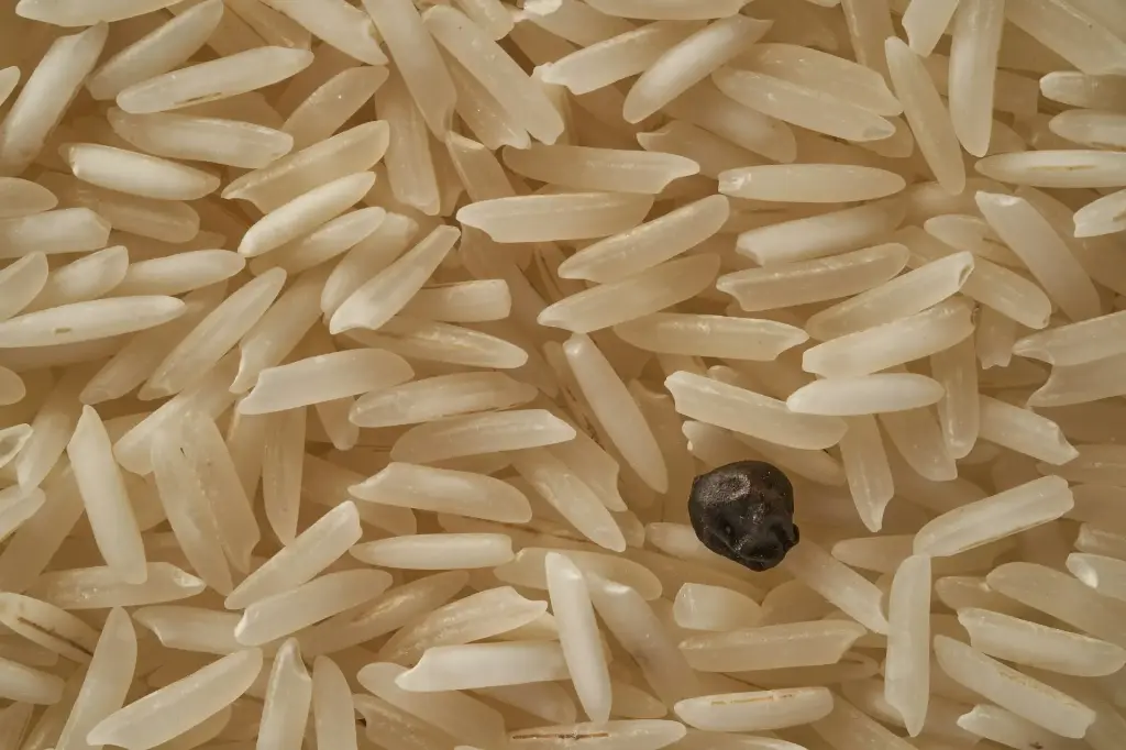 Rice