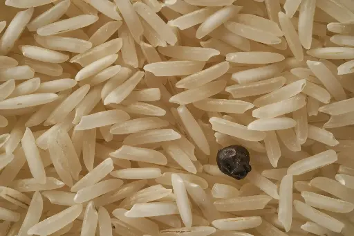 Rice